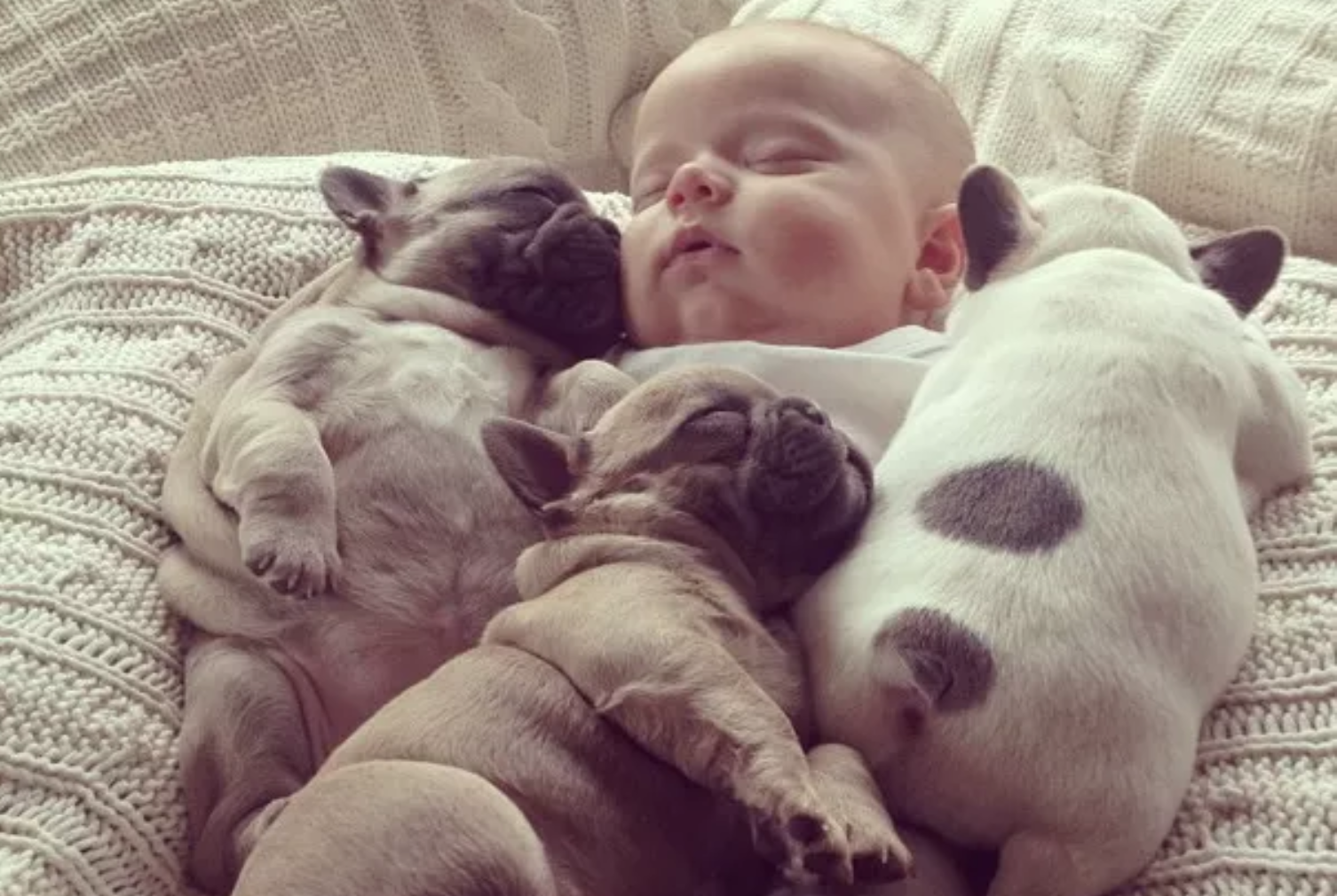 Sleeping baby with three puppies